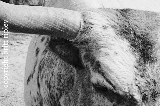 longhorn steer "Lobo"